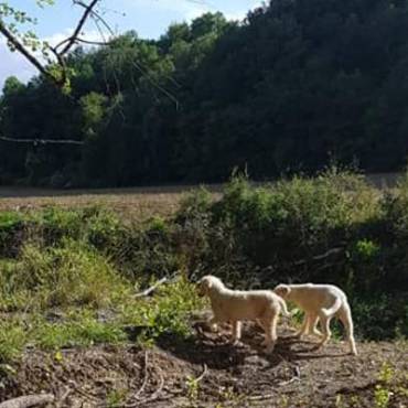 Tour Al Tartufo